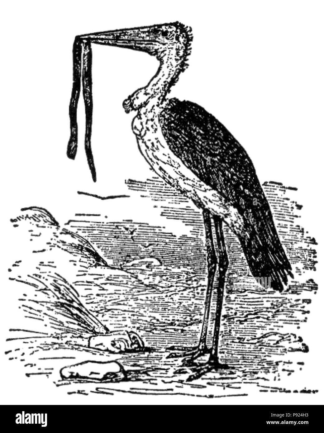 434 Adjutant-Bird NSRW Banque D'Images