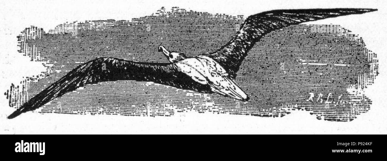 434 Albatros NSRW Banque D'Images