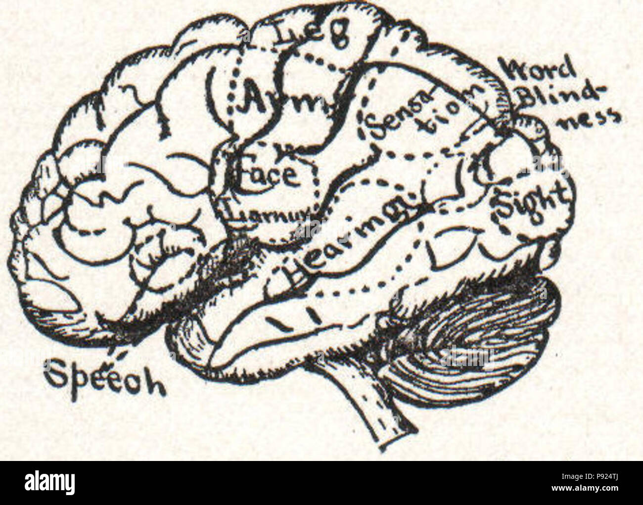 . 2 435 Cerveau NSRW Banque D'Images