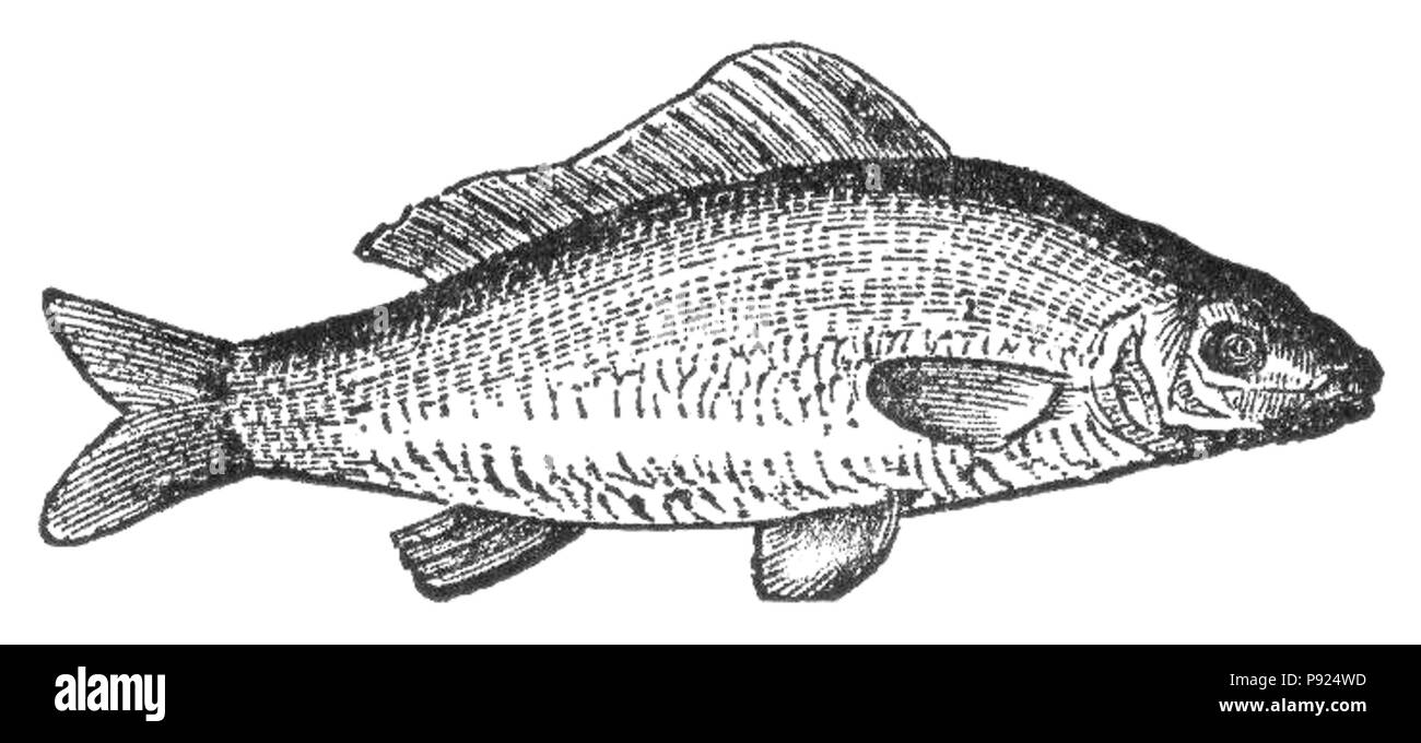 435 Carpes NSRW Banque D'Images