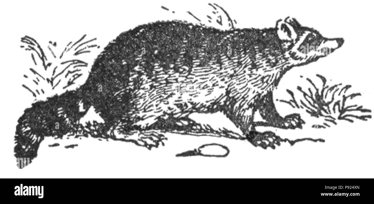 435 raton laveur commun NSRW Banque D'Images