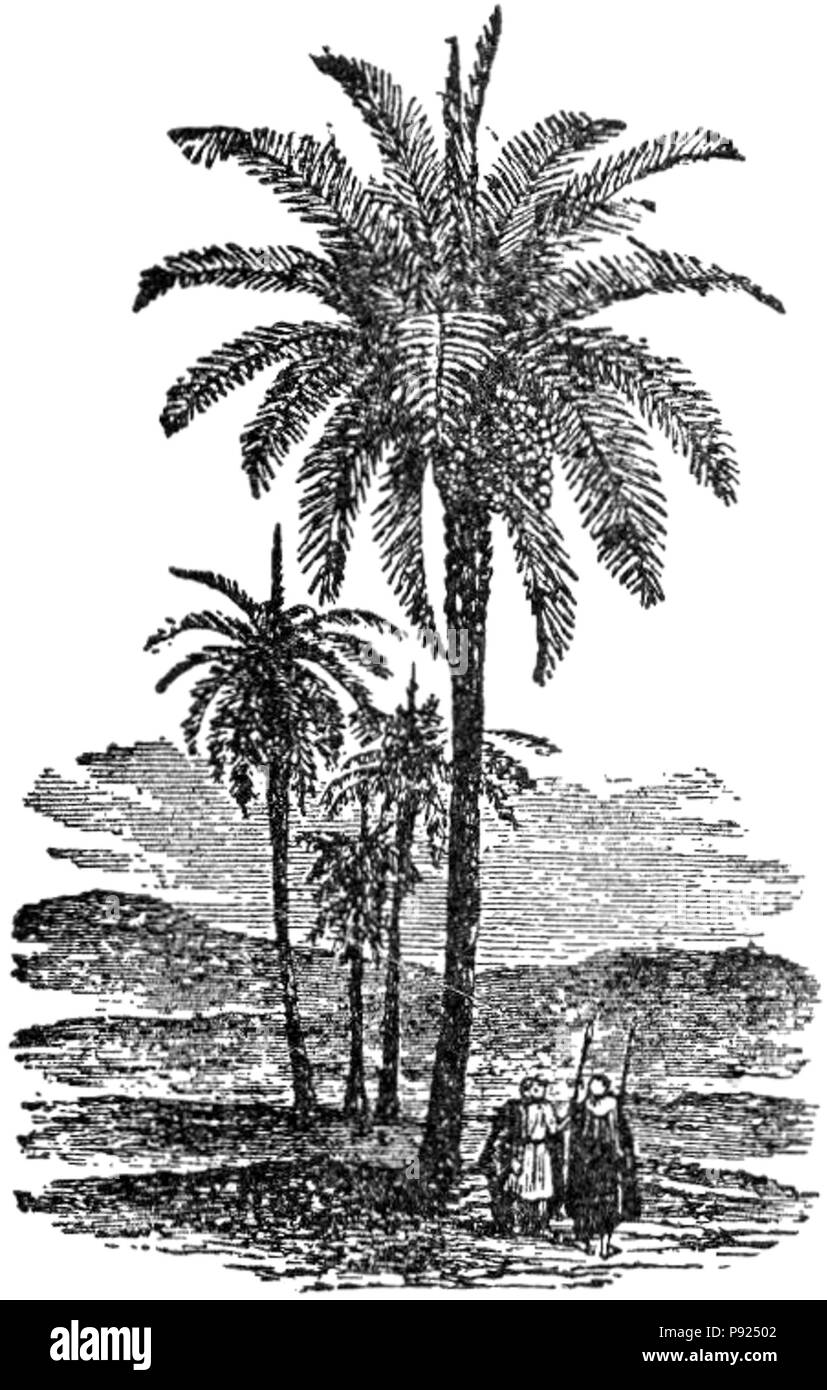 435 NSRW Date Palm Banque D'Images