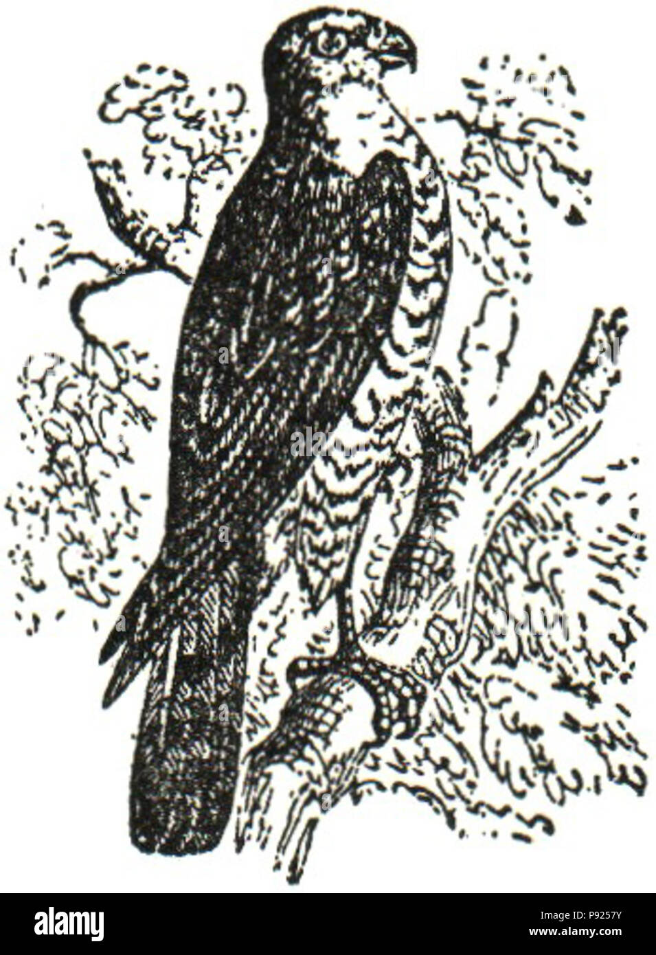 . 436 - Sparrow Hawk NSRW-Hawk Banque D'Images