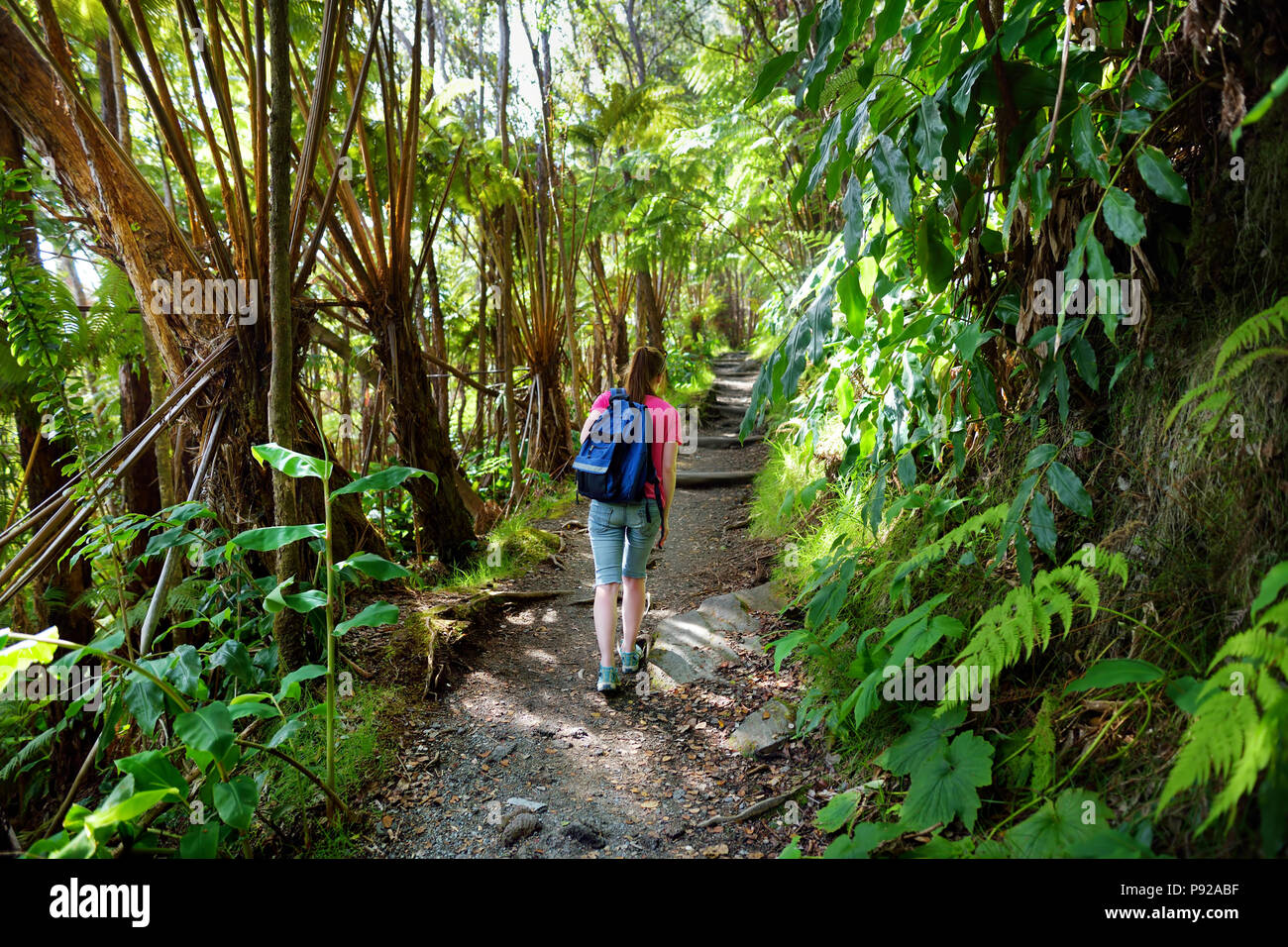 Randonnées touristiques sur le Kilauea Iki trail dans le parc national des volcans dans la grande île d'Hawaï. Sentier mène à travers la forêt tropicale luxuriante le long de la jante du Kilauea Banque D'Images