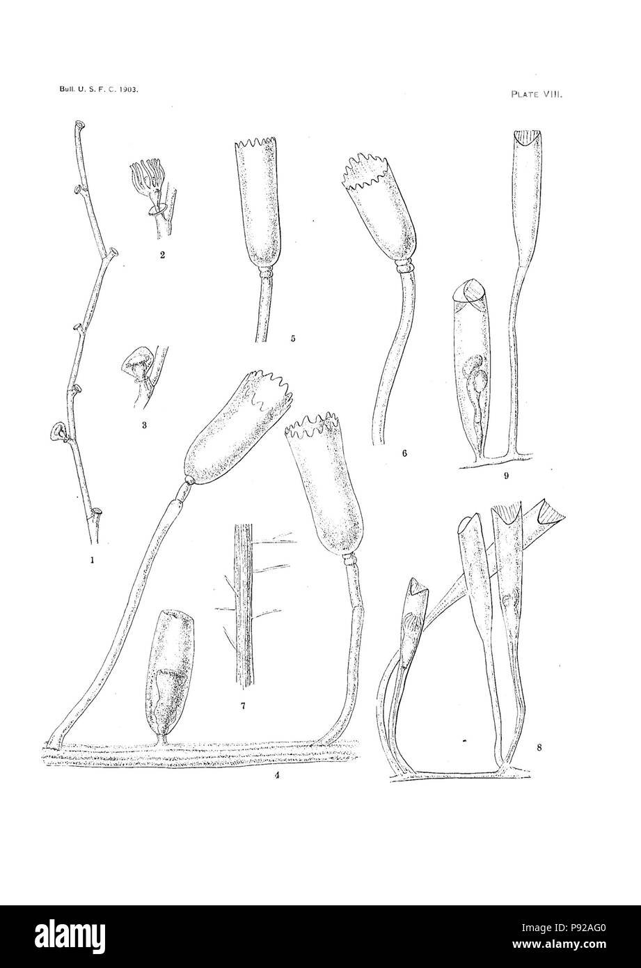 439 Plaque VIII 1906 Nutting Banque D'Images