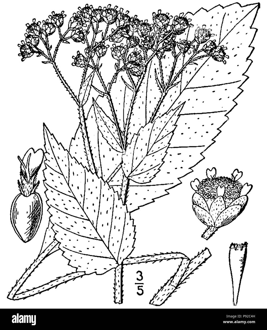 452 Parthenium integrifolium-linedrawing Banque D'Images
