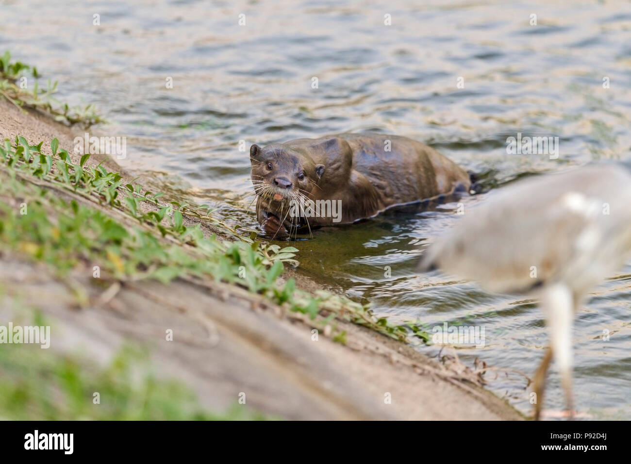 Bon, otter regarder heron gris opportunistes en milieu urbain, l'habitat de la rivière Singapour Banque D'Images