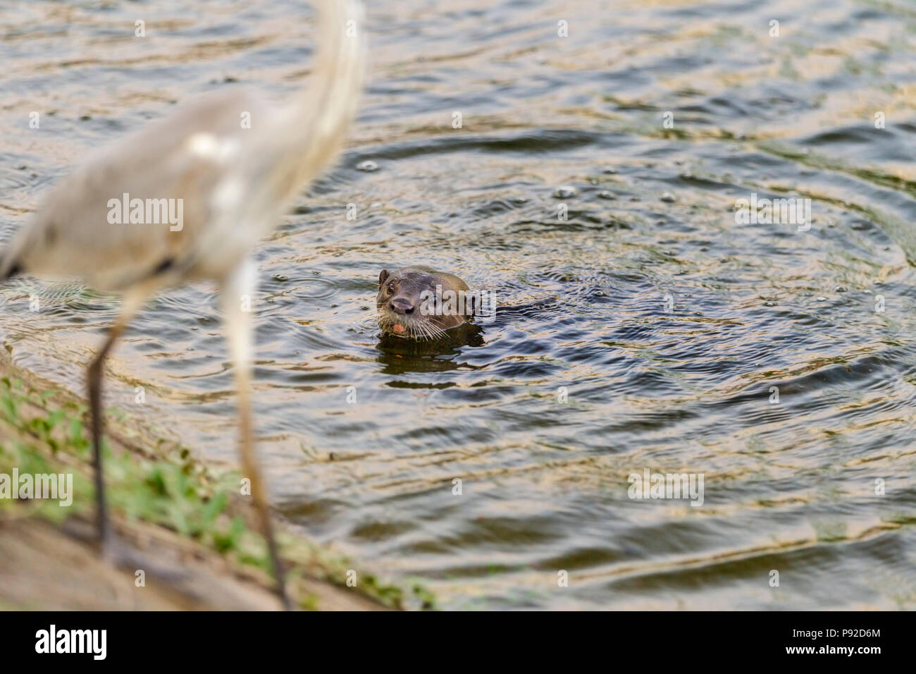 Bon, otter regarder heron gris opportunistes en milieu urbain, l'habitat de la rivière Singapour Banque D'Images