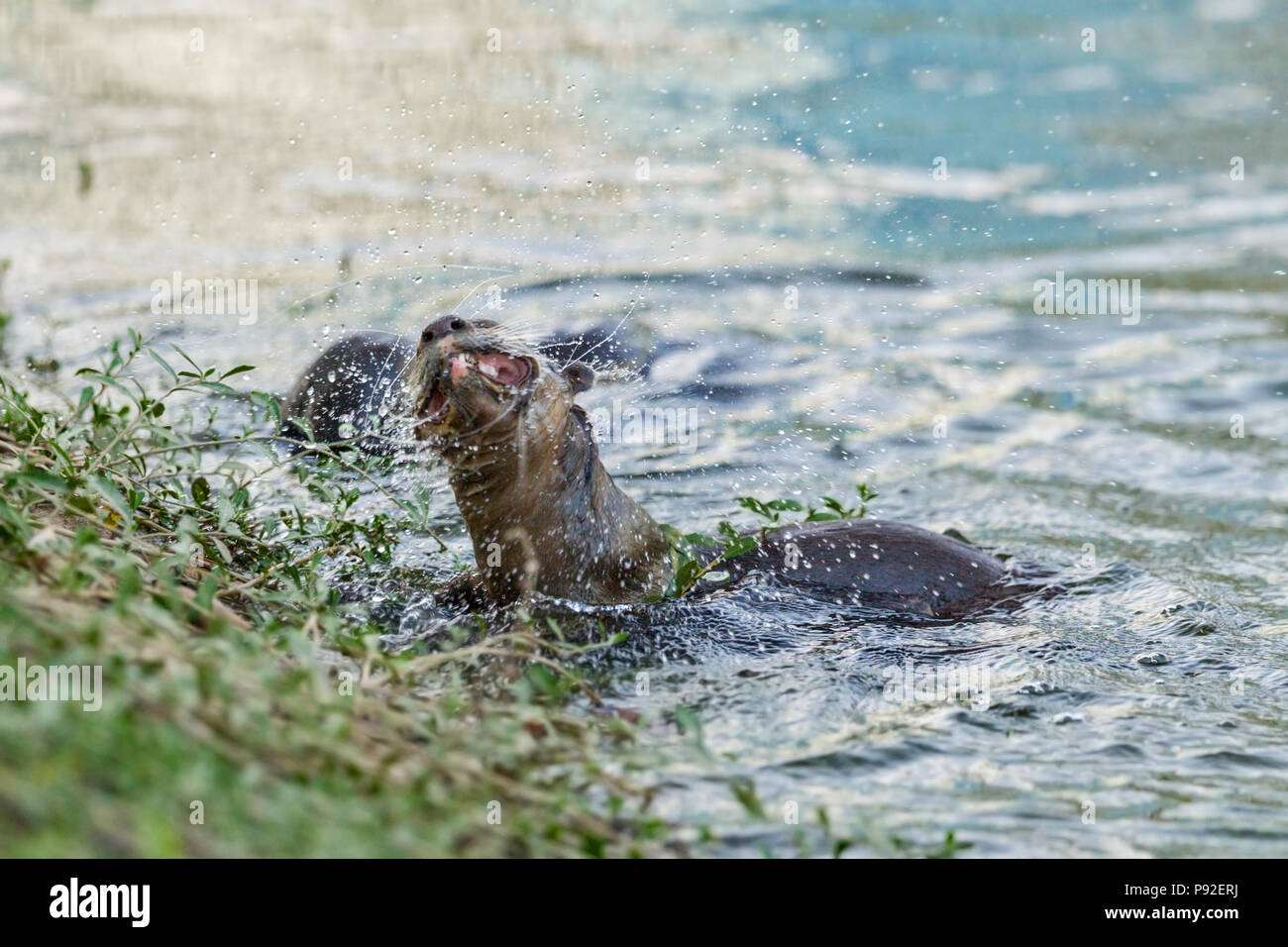 Bon, otter secouant l'eau de sa fourrure en milieu urbain, l'habitat de la rivière Singapour Banque D'Images