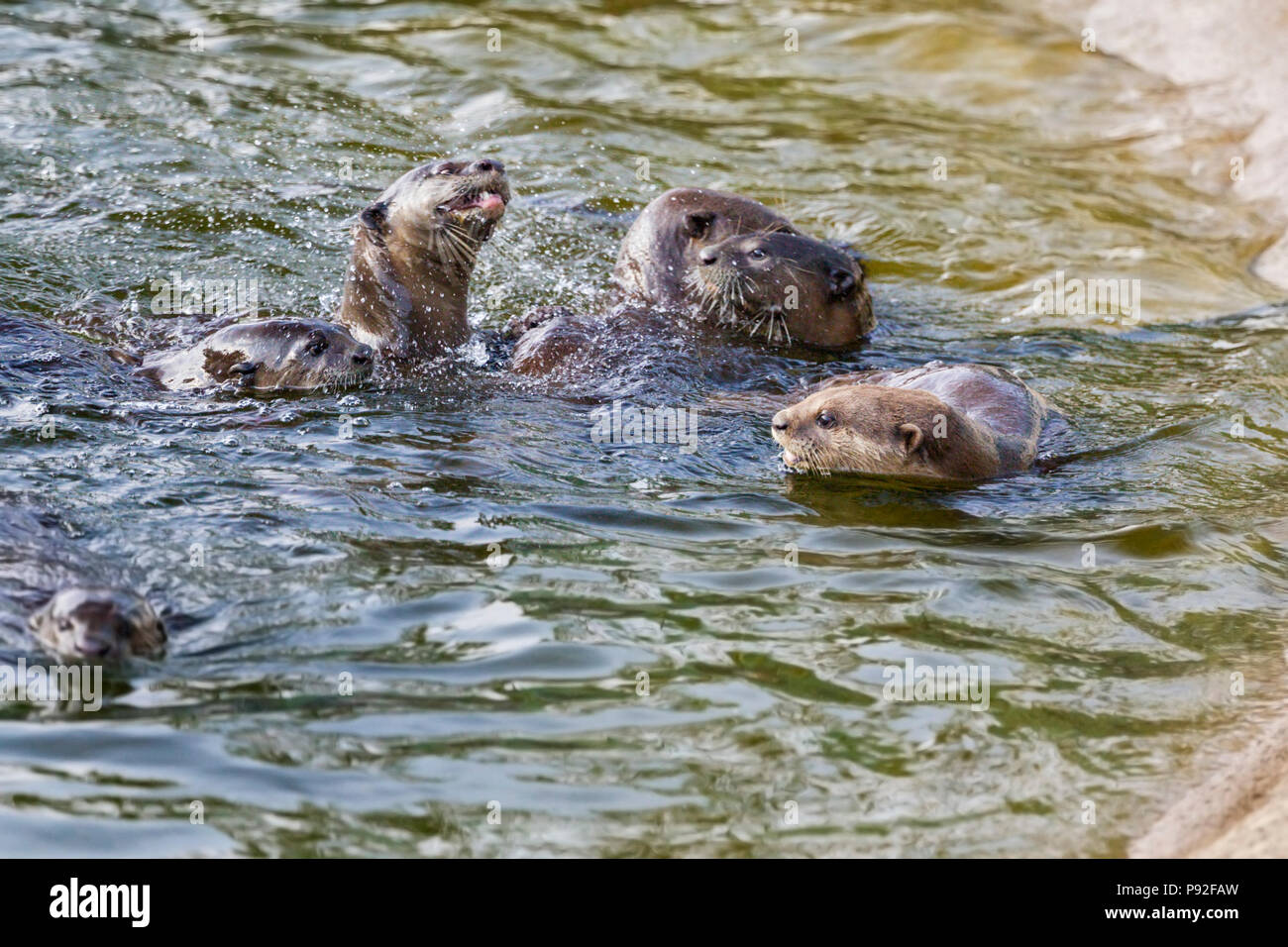 Bon, les membres de la famille de loutres de comportement d'accueil en milieu urbain, l'habitat de la rivière Singapour Banque D'Images