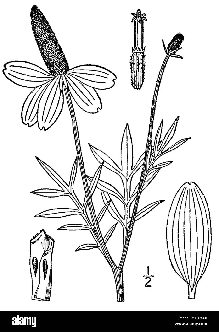 476 Ratibida columnifera-linedrawing Banque D'Images