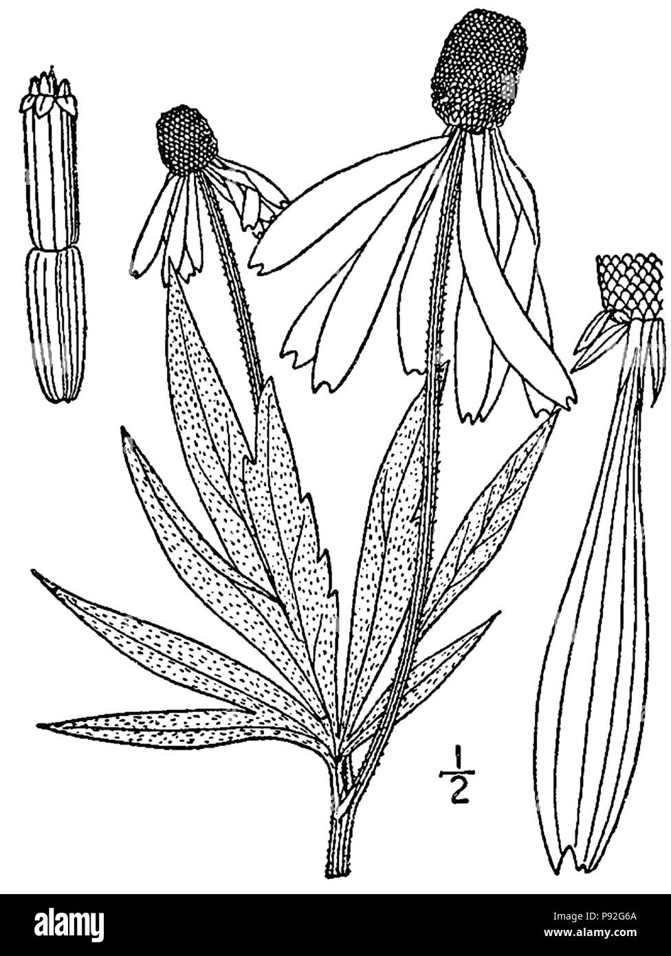 476 Ratibida pinnata-linedrawing Banque D'Images