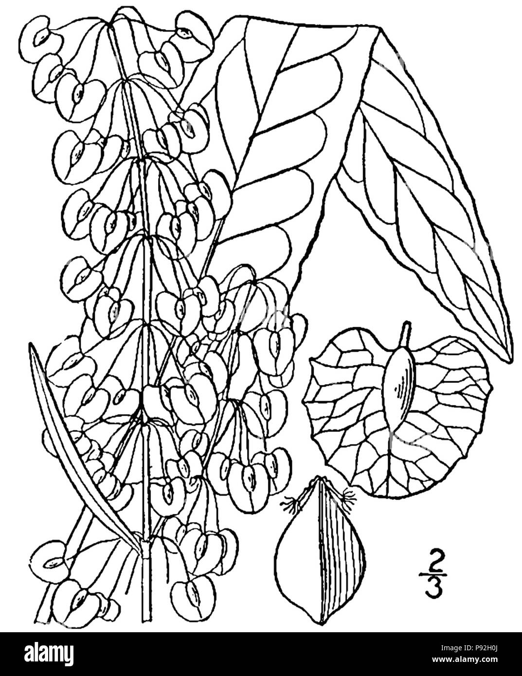 Rumex patienta-linedrawing 484 Banque D'Images