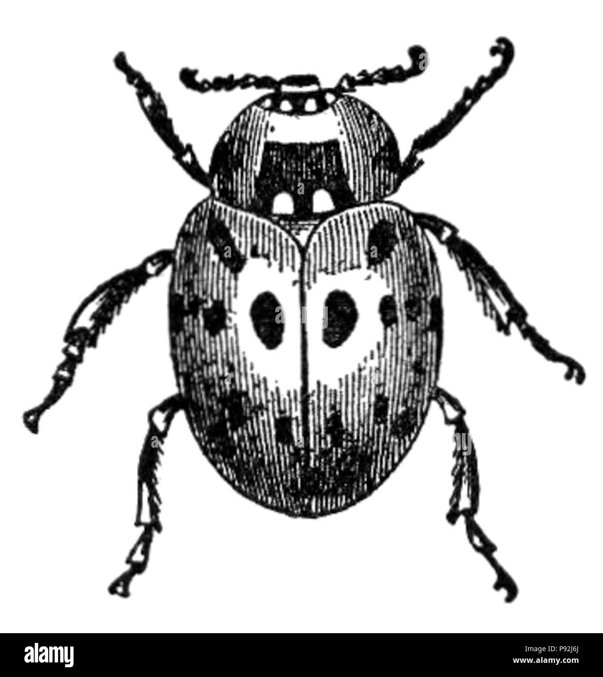 437 NSRW Ladybug Banque D'Images