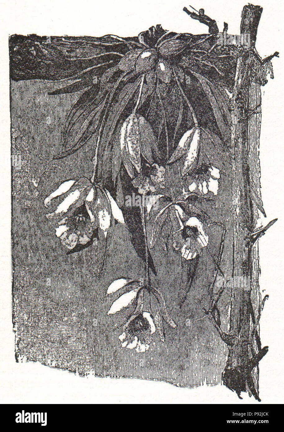 . 437 NSRW Orchid Banque D'Images