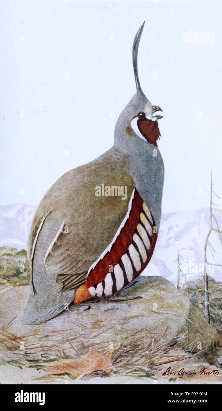 . 443 pictusGBP Oreortyx14A Banque D'Images