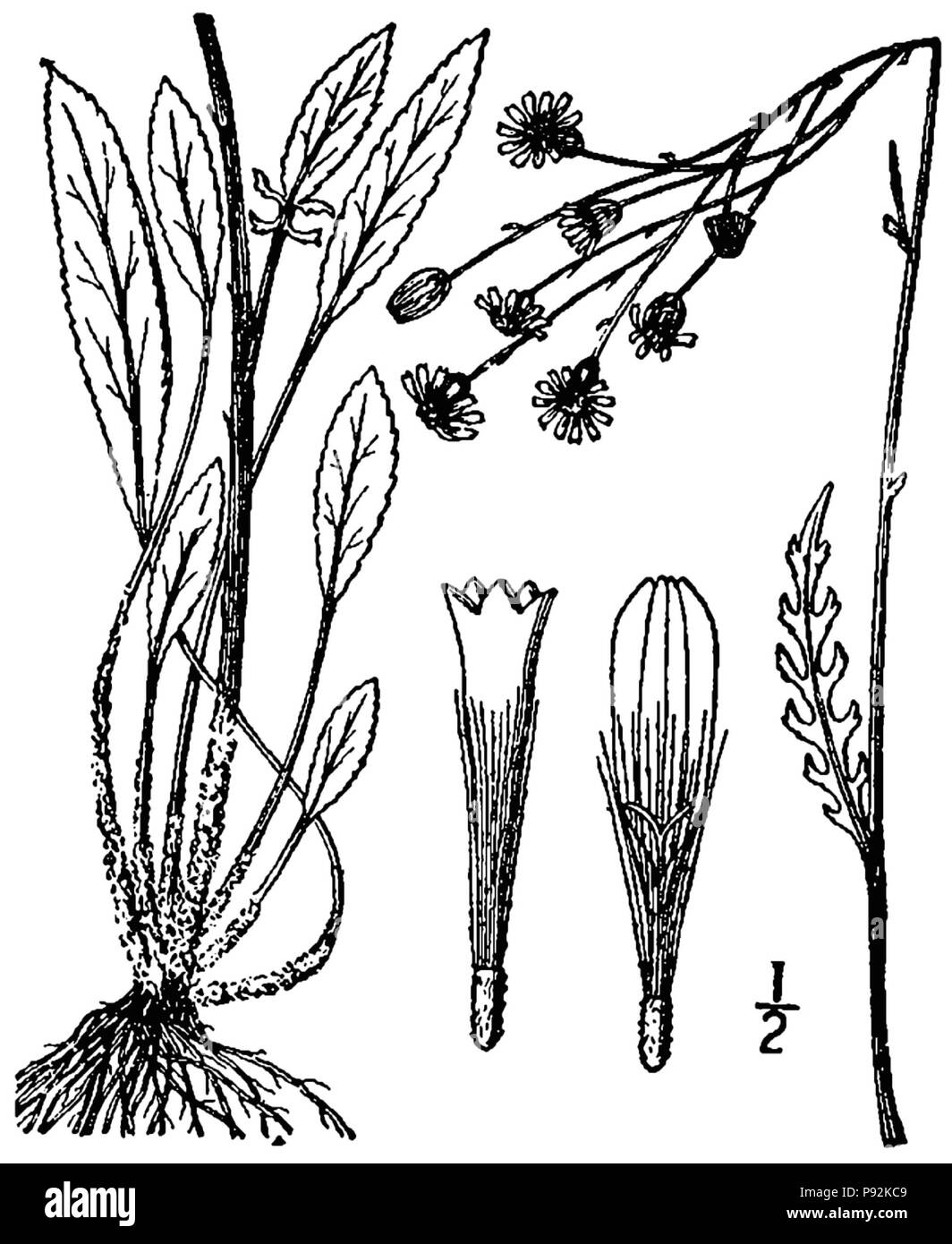 Packera 445 antennariifolia pvd 001 Banque D'Images