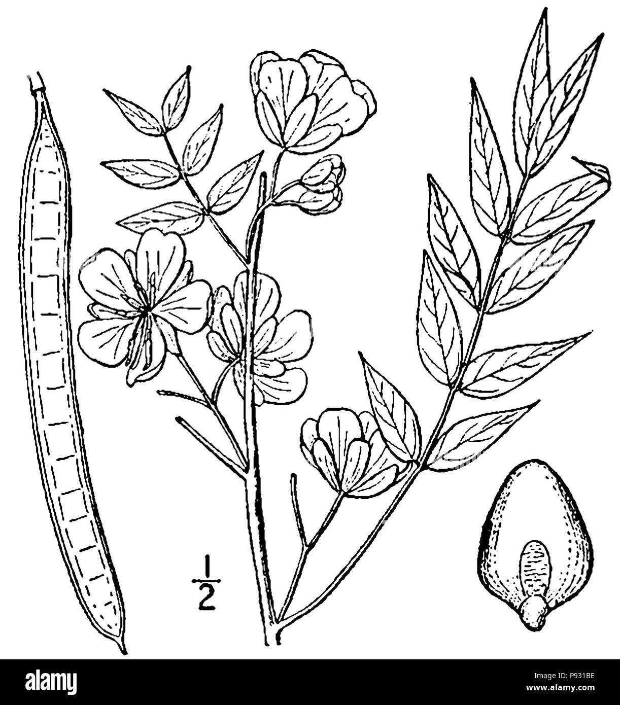 520 Senna occidentalis linedrawing Banque D'Images