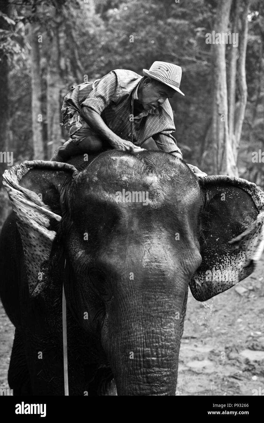 Se laver les cornacs éléphants chaque jour avant le client arrive près de Parc national de Khao Sok - SURAI THANI PROVENCE, THAÏLANDE Banque D'Images