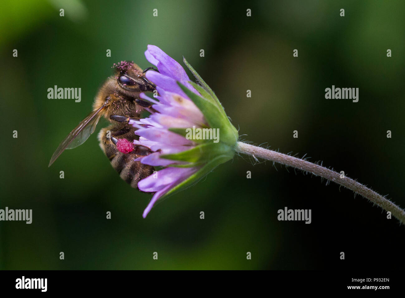 Dans l'abeille Pincushion fleur - Scabiosa triandra Banque D'Images