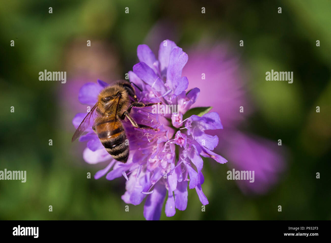 Dans l'abeille Pincushion fleur - Scabiosa triandra Banque D'Images