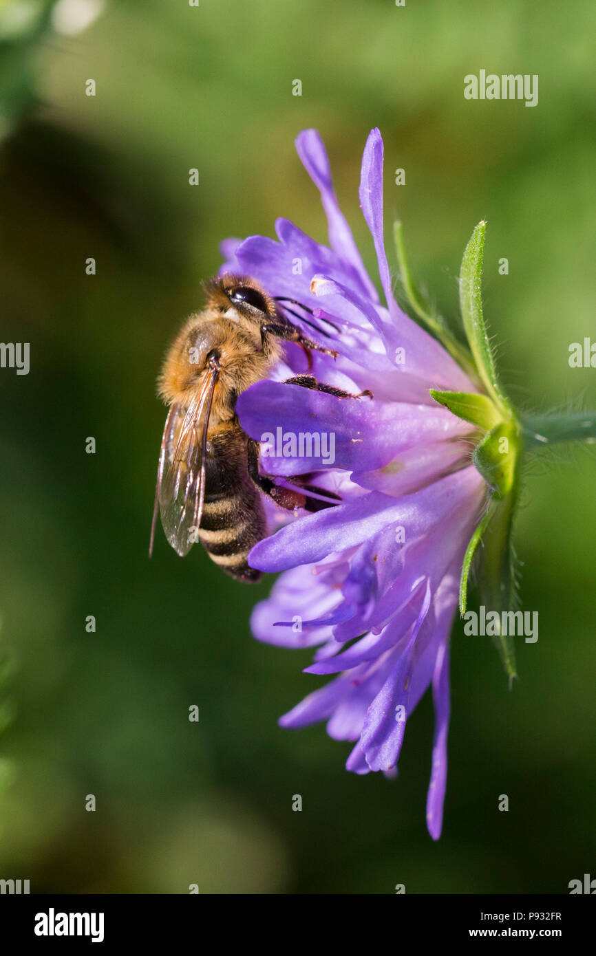 Dans l'abeille Pincushion fleur - Scabiosa triandra Banque D'Images