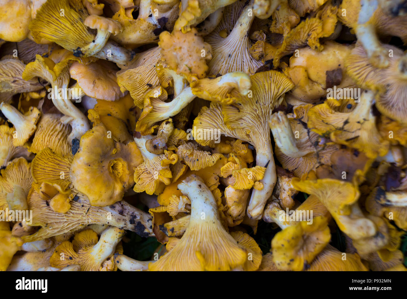 Chanterelles sauvages Banque D'Images