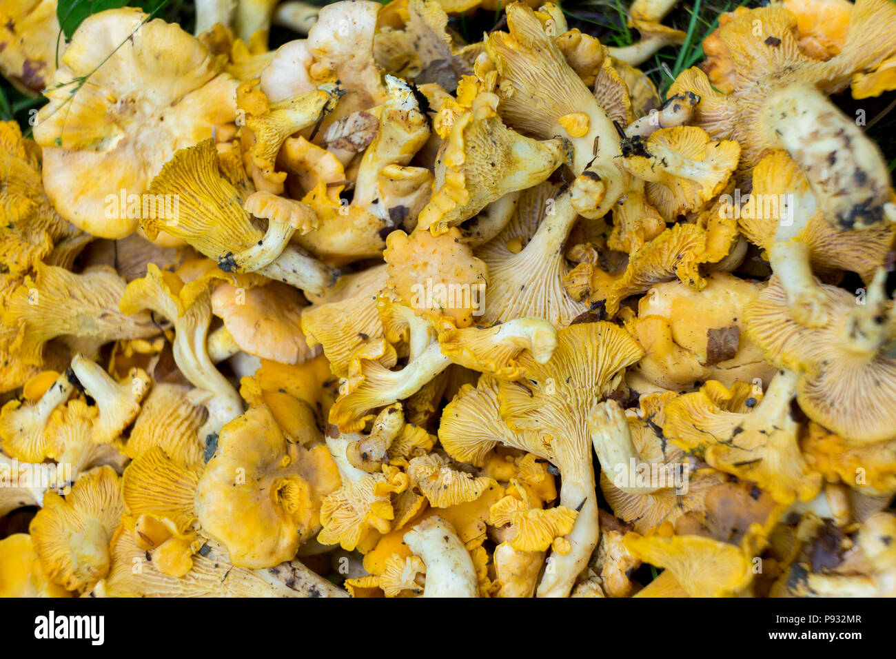 Chanterelles sauvages Banque D'Images