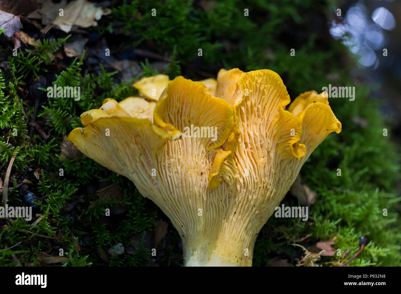 Chanterelles sauvages Banque D'Images