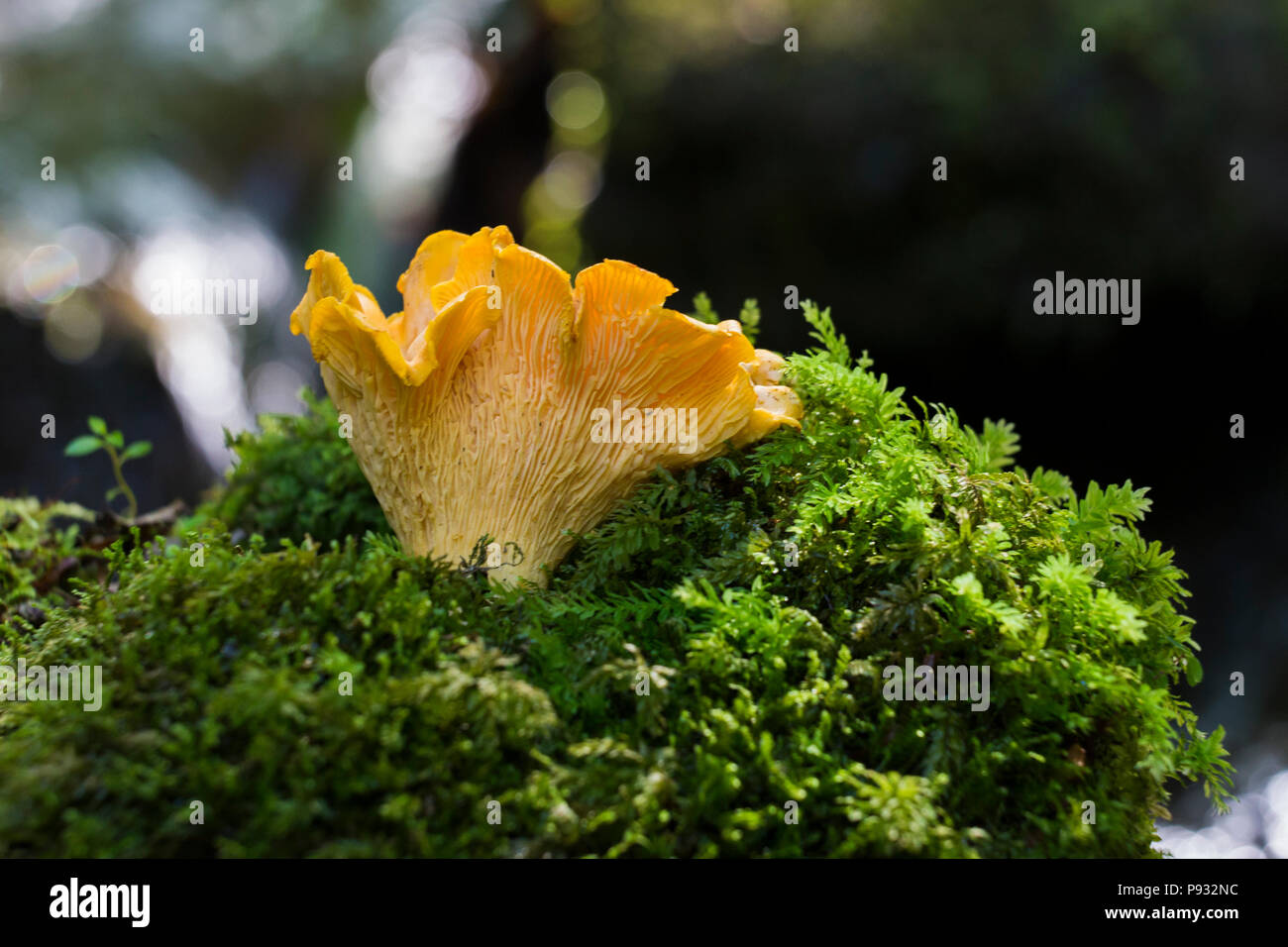 Chanterelles sauvages Banque D'Images