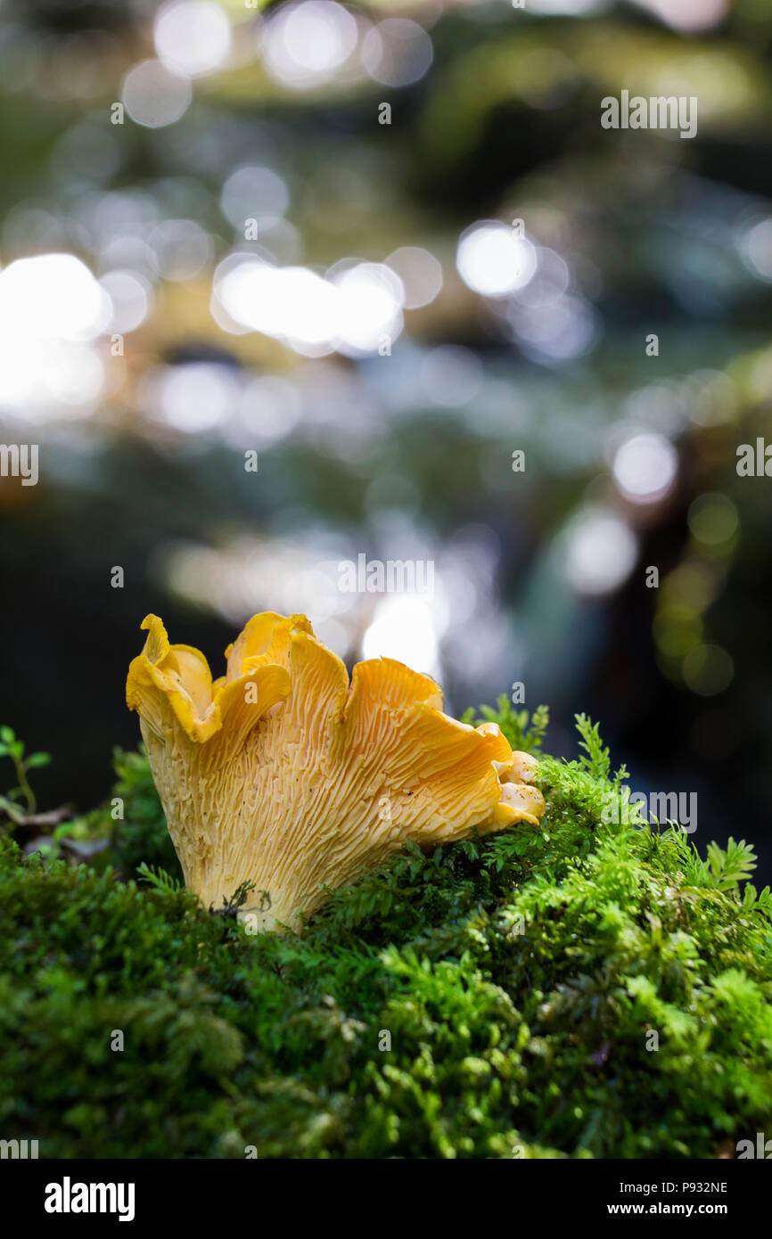 Chanterelles sauvages Banque D'Images