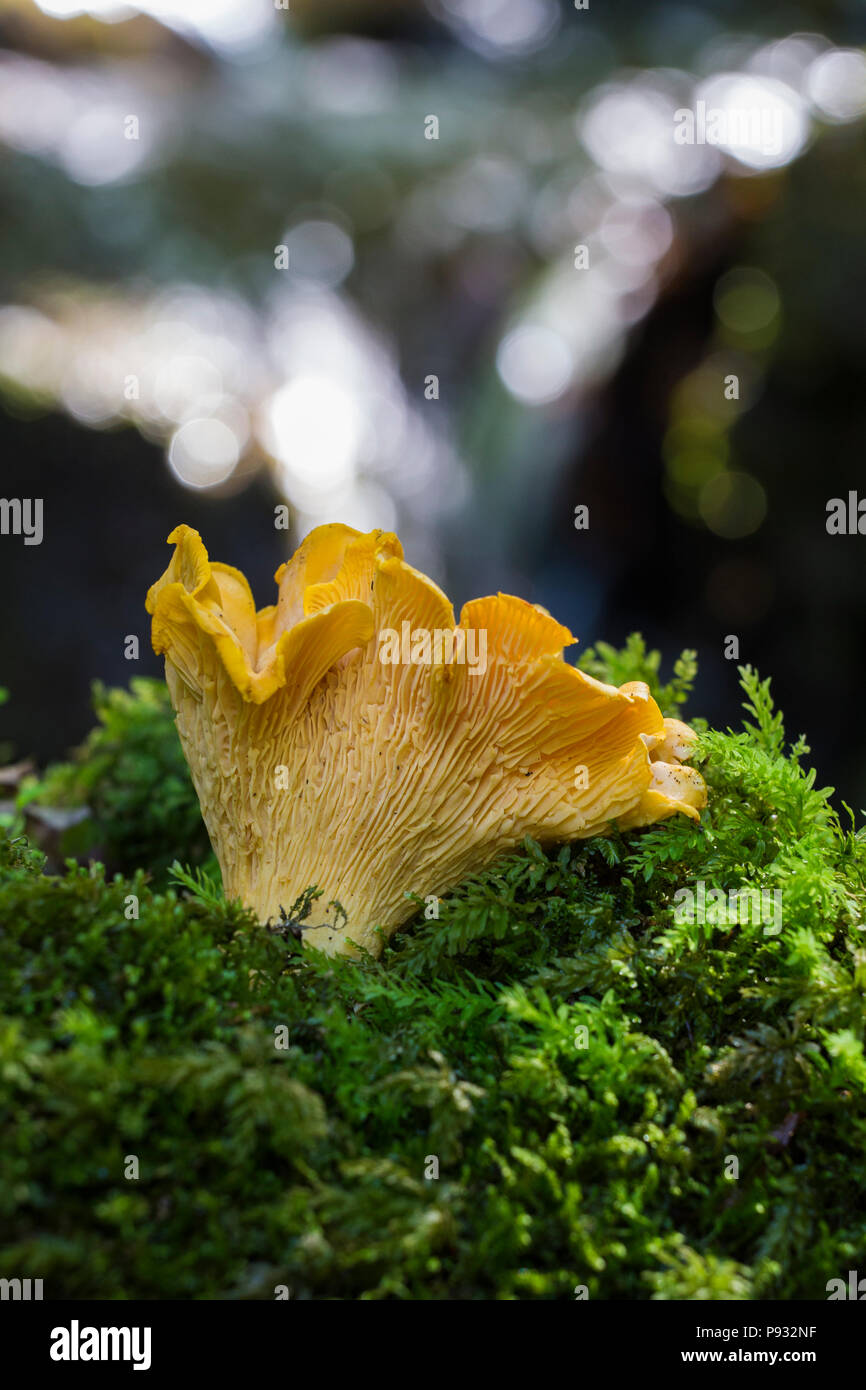Chanterelles sauvages Banque D'Images