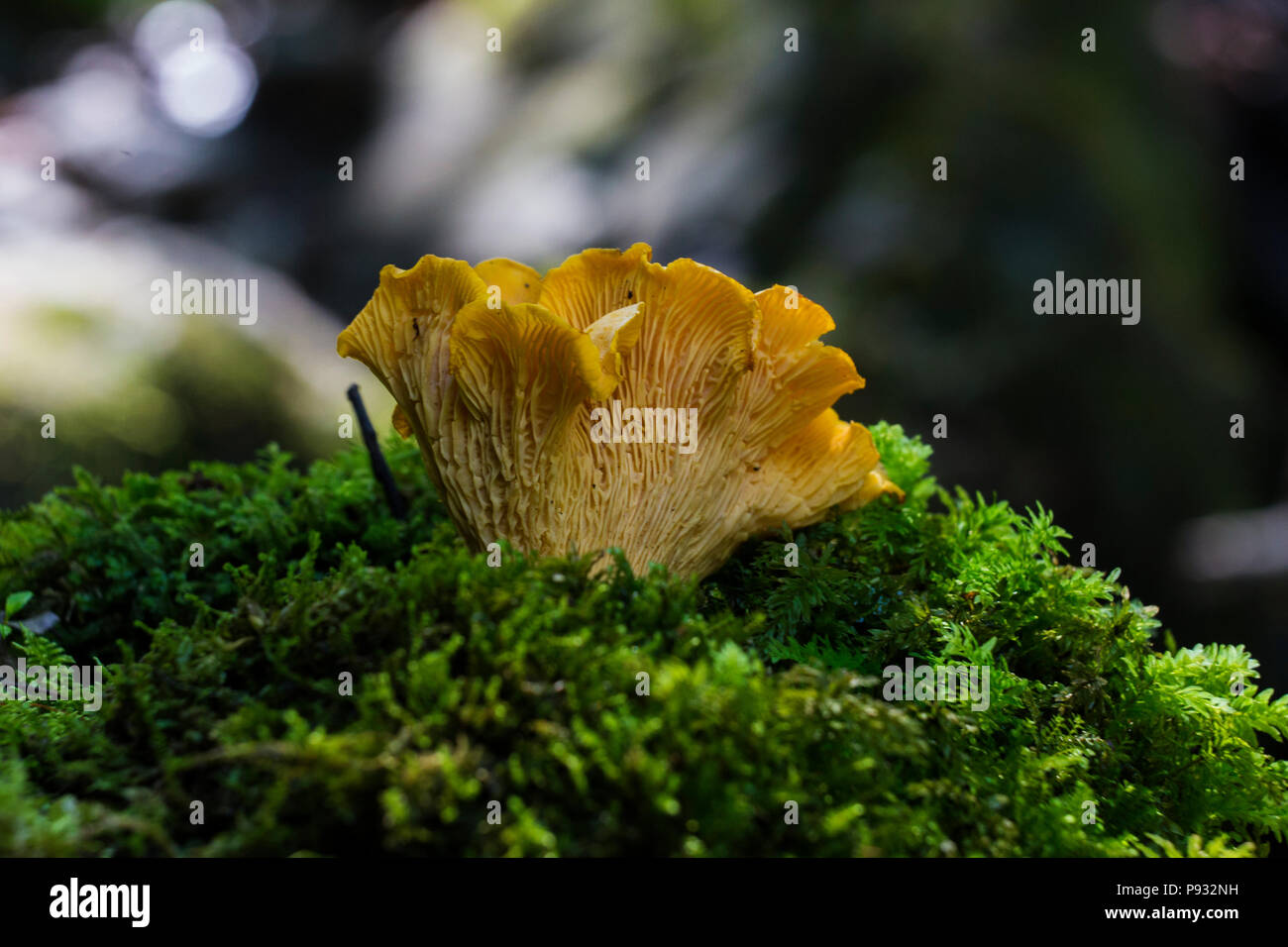 Chanterelles sauvages Banque D'Images