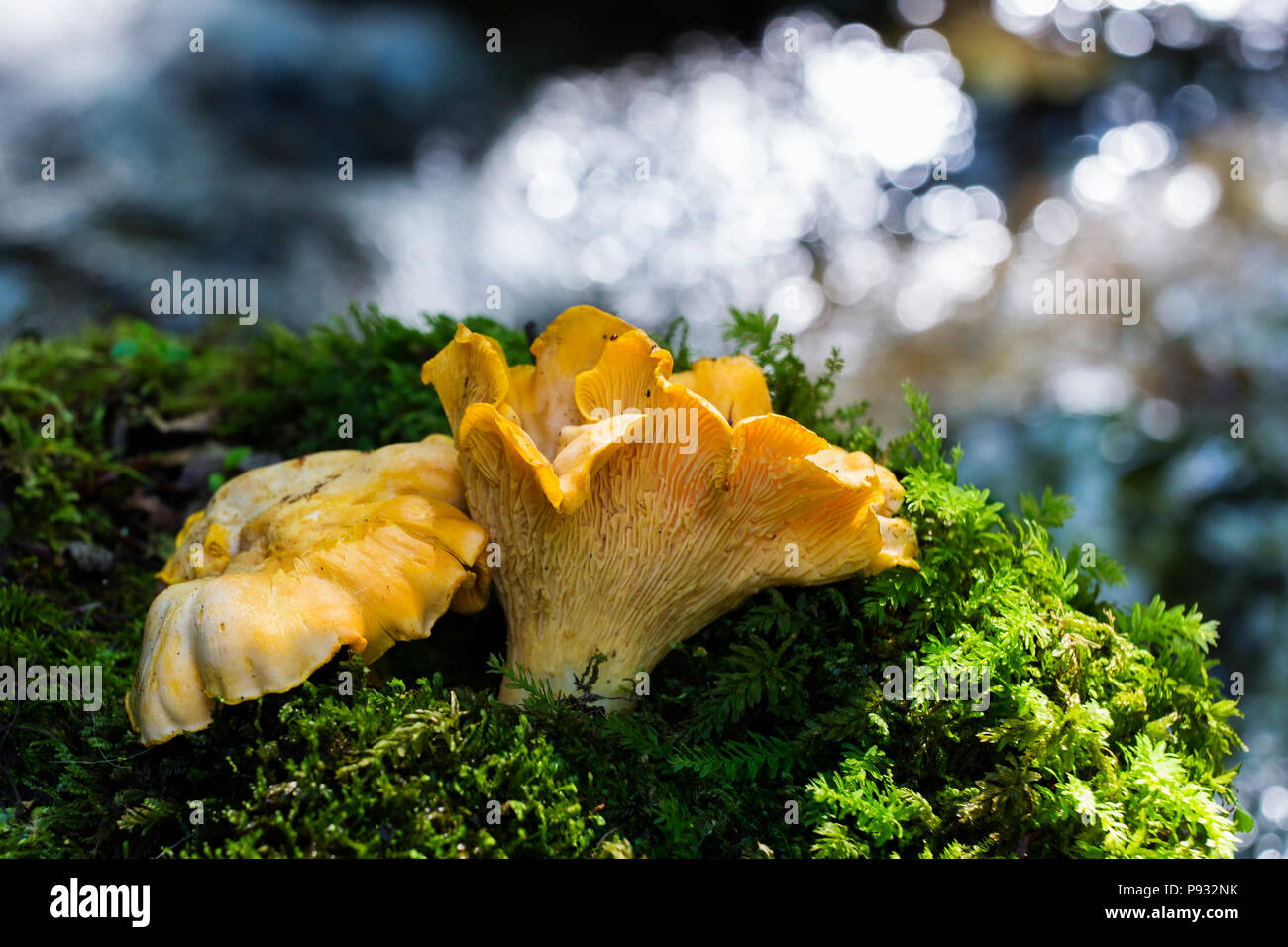 Chanterelles sauvages Banque D'Images