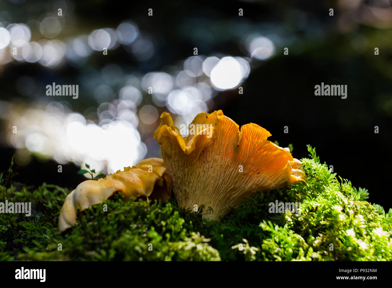 Chanterelles sauvages Banque D'Images