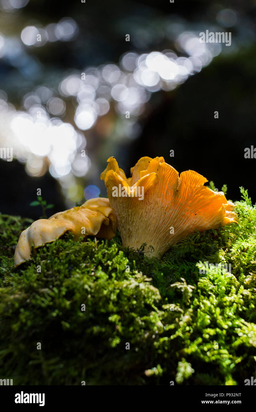 Chanterelles sauvages Banque D'Images