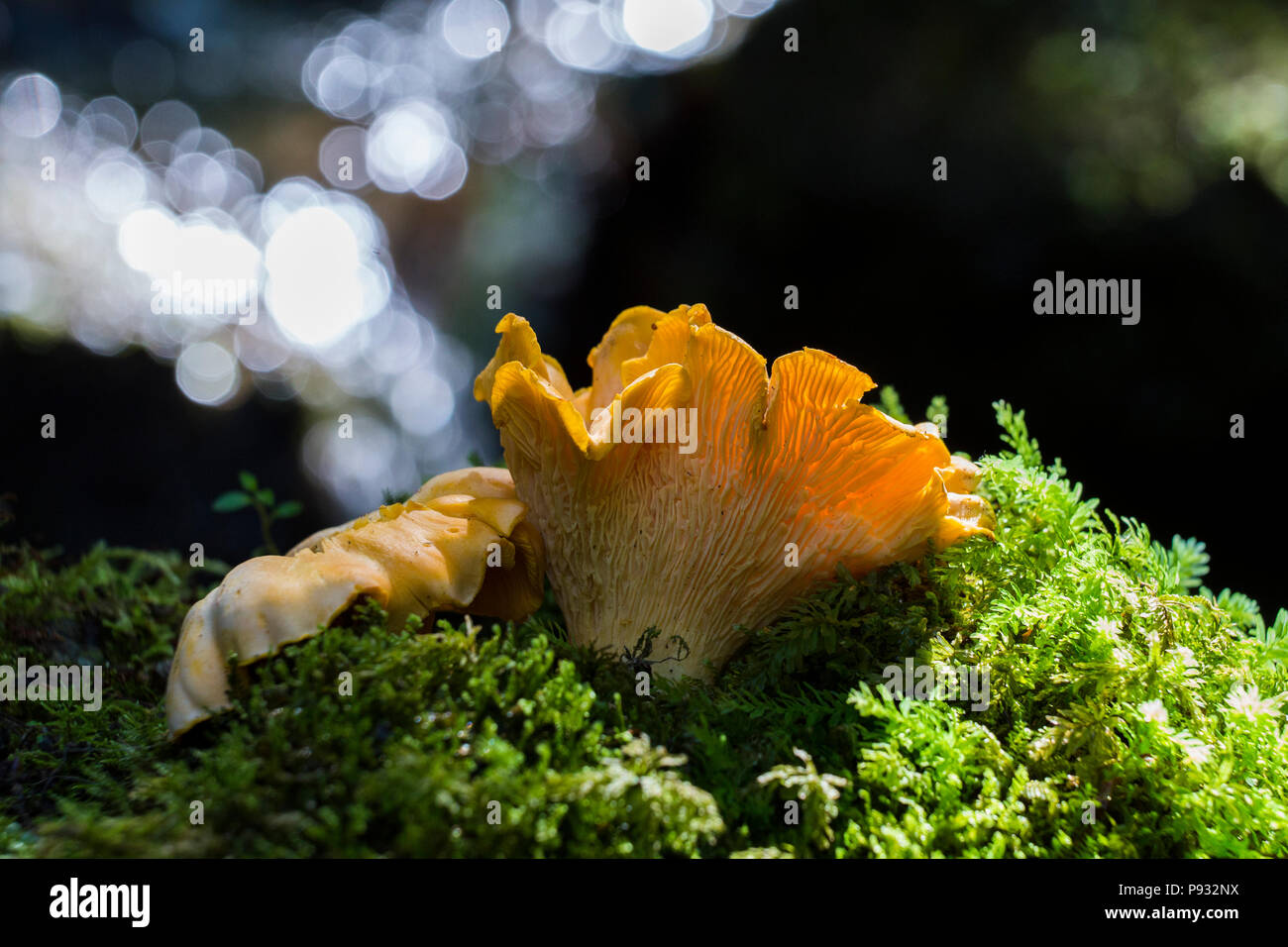 Chanterelles sauvages Banque D'Images