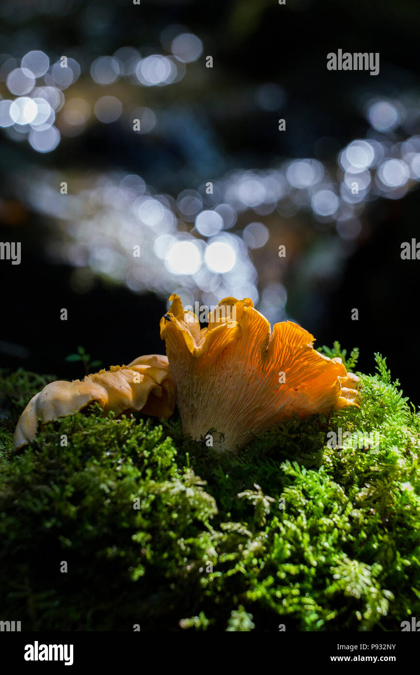 Chanterelles sauvages Banque D'Images