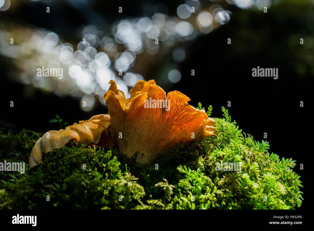 Chanterelles sauvages Banque D'Images