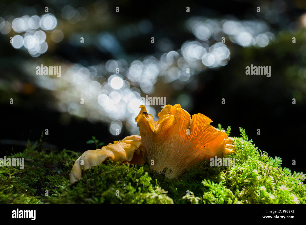 Chanterelles sauvages Banque D'Images