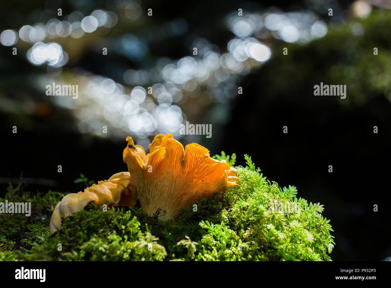 Chanterelles sauvages Banque D'Images