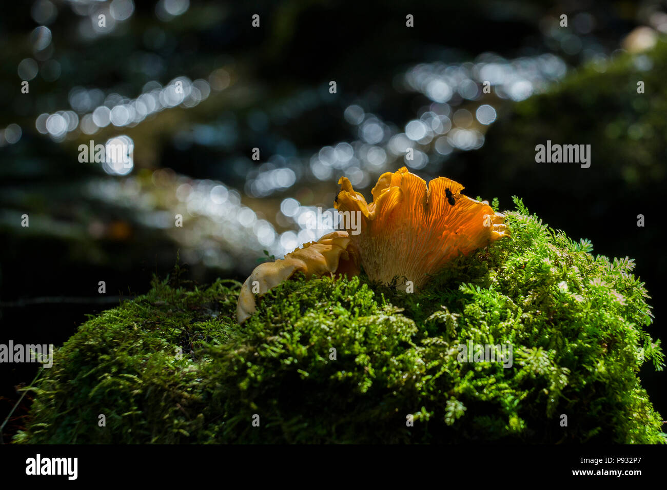 Chanterelles sauvages Banque D'Images