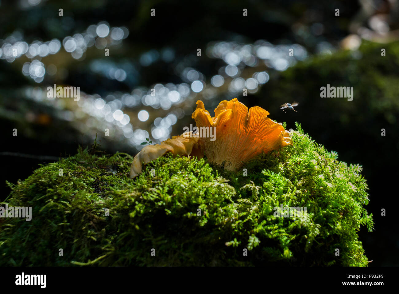 Chanterelles sauvages Banque D'Images