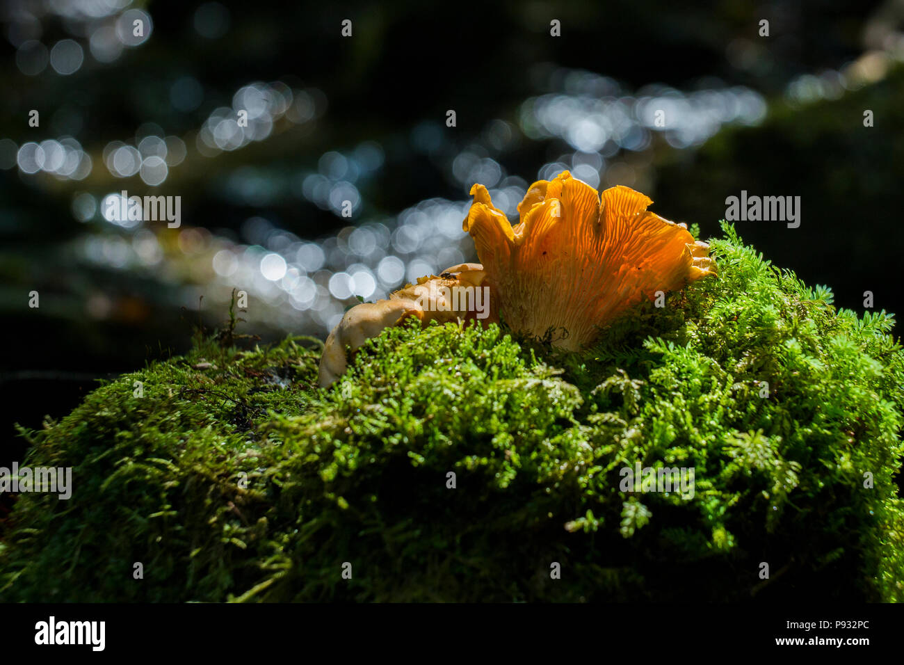 Chanterelles sauvages Banque D'Images