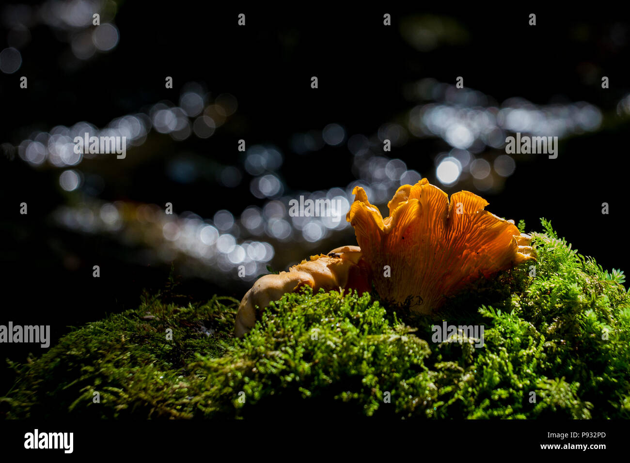 Chanterelles sauvages Banque D'Images