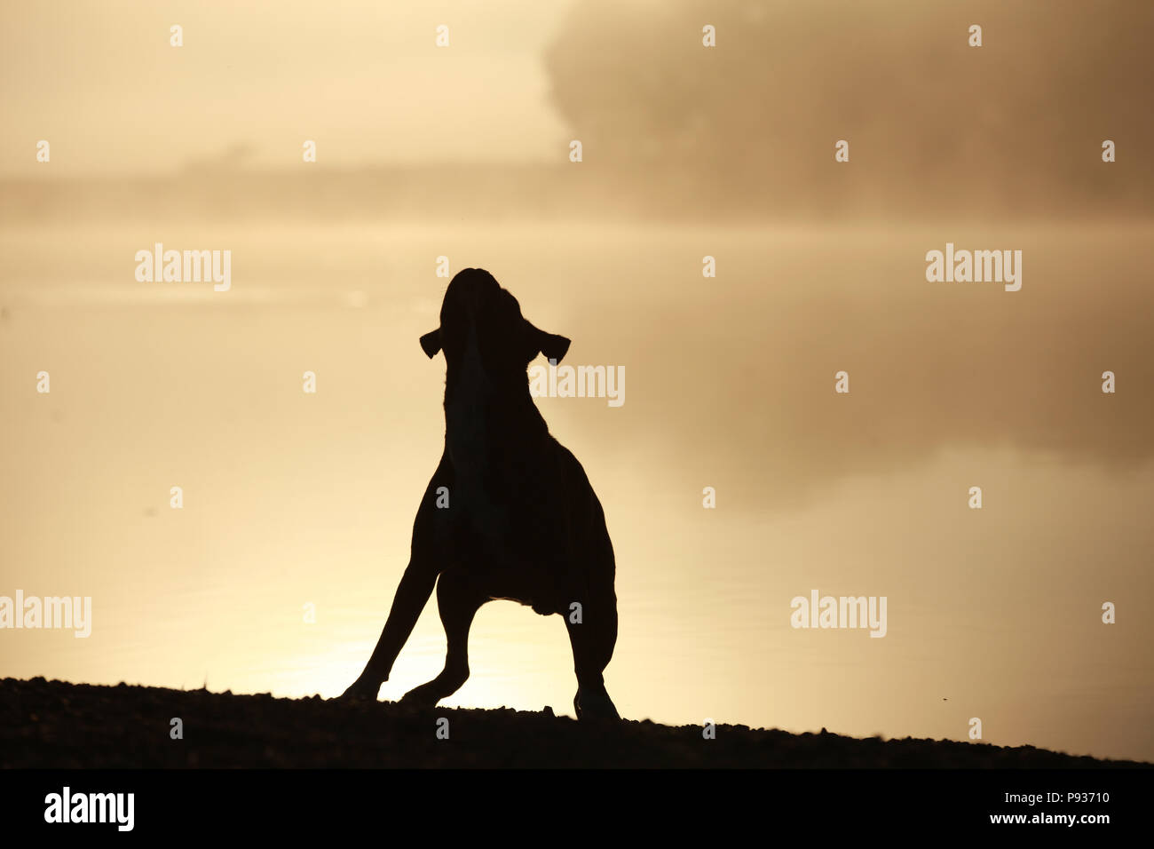 Silhouette d'un chien boxer allemand Banque D'Images