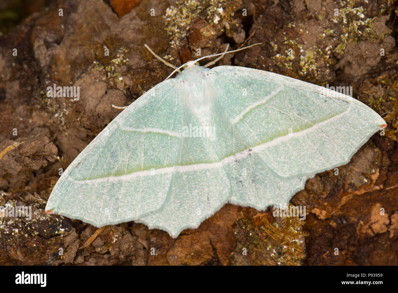 Une espèce d'émeraude de lumière, Campaea margaritata, qui a été pris dans un piège de la vapeur de mercure et photographié avant de le relâcher. Lancashire England UK GO Banque D'Images