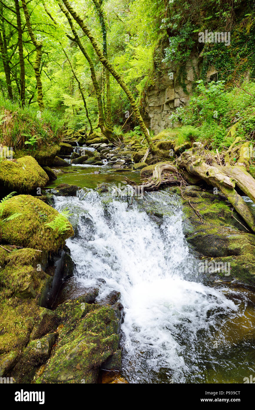 De petites chutes d'eau près de Torc Waterfall, l'une des attractions touristiques les plus populaires en Irlande, situé dans les bois du parc national de Killarney. L'arrêt de l'enquête Banque D'Images