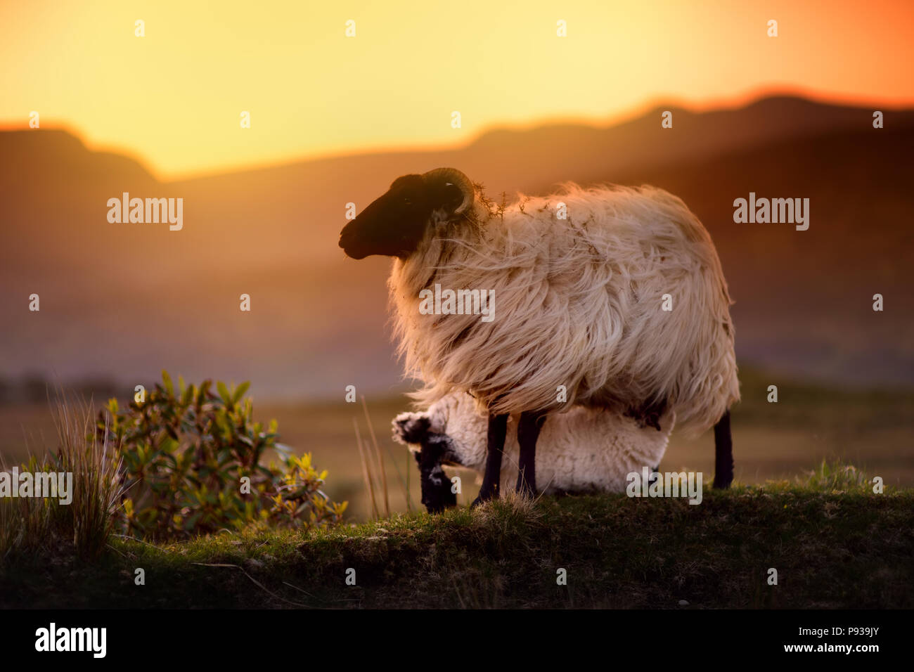 Des moutons paissant dans les pâturages verts sur un coucher de soleil. L'agneau et mouton adultes alimentation dans des prés verts de l'Irlande. Banque D'Images