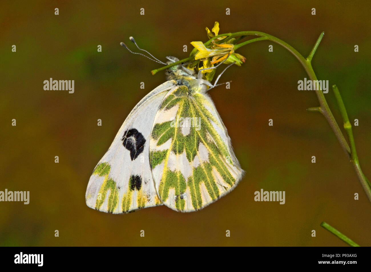 Un livre blanc de Becker, papillon, sur un Pontia beckerii wildflower dans la cuisse de désert le centre de l'Oregon. Banque D'Images